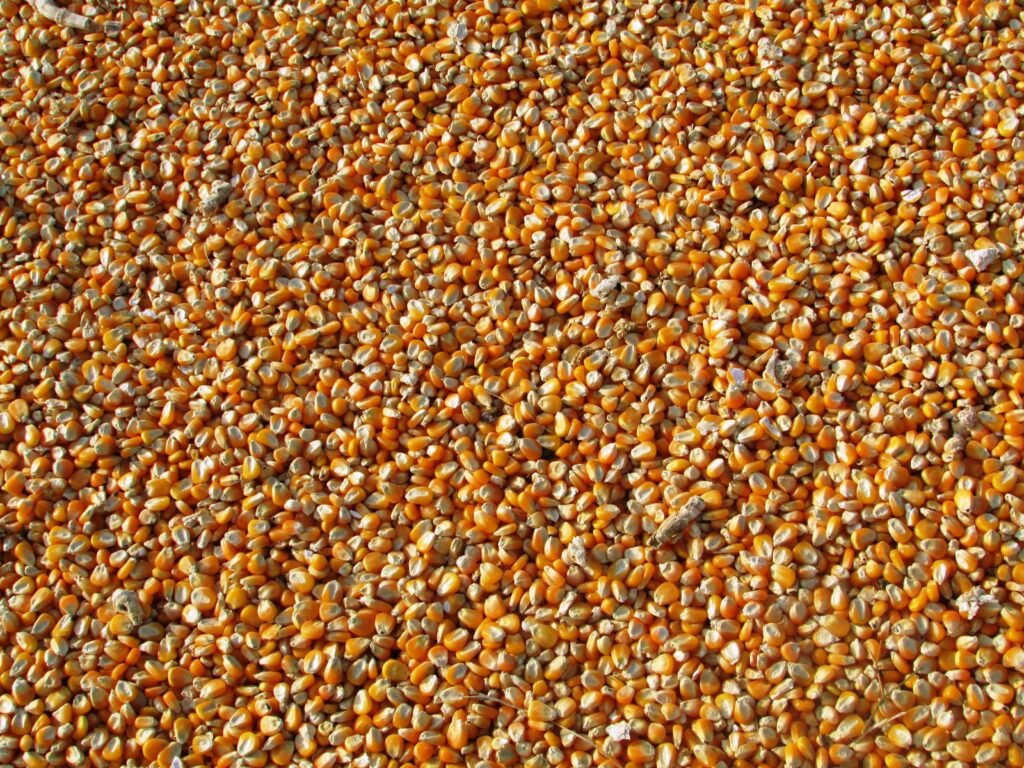 Maize Grain