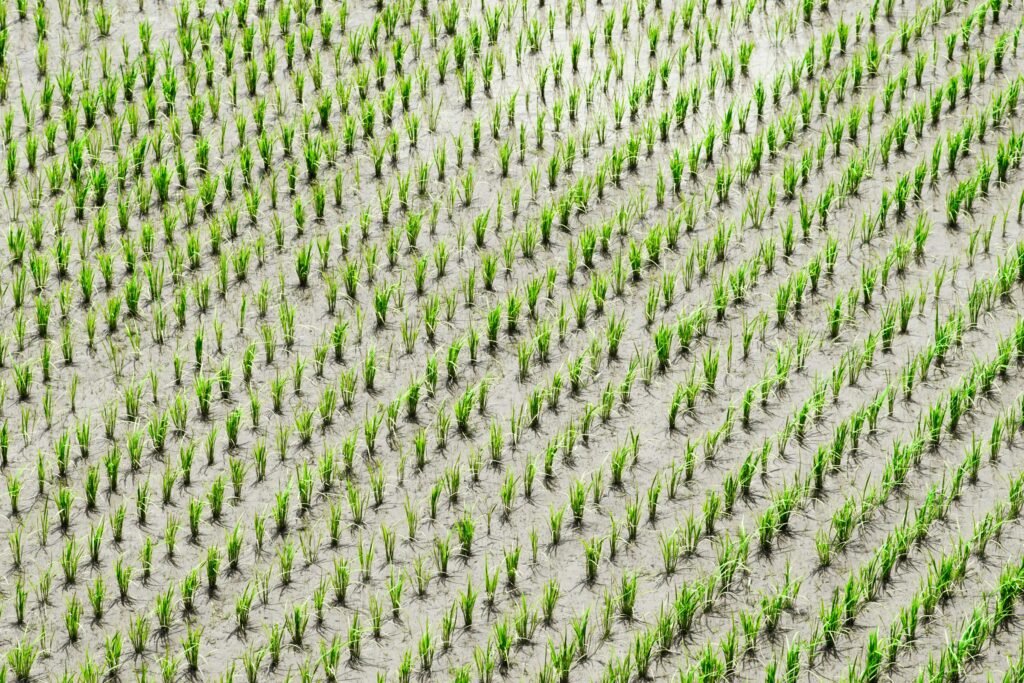 Paddy Rice Plantation in Africa